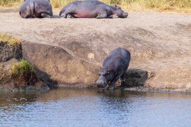 Serengeti Ulusal Parkı, Tanzanya 'daki bir nehrin kıyısında dinlenen bir grup su aygırı olan Hippopotamus amfibisinin telefoto bağlantısı.