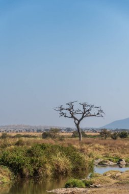 Manzara, Tanzanya 'daki Serengeti Ulusal Parkı' nın engin genişliğini vurguluyor.