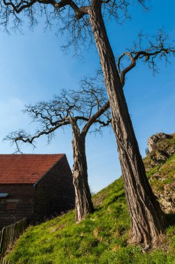 Impression of an early spring evening in the Belgian part of Limburg, a provine in the east of the country, close the maas river clipart