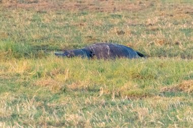 Chobe nehrinin kıyısında, Botswana 'da ölü bir su aygırının yakın çekimi..