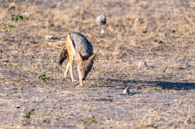 Close-up of a side-striped Jackal -Canis Adustus- roaming around Chobe national park, Botswana on an early morning. clipart