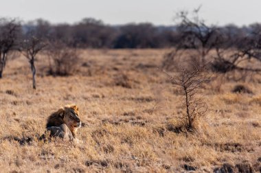 Etosha Ulusal Parkı, Namibya 'nın düzlüklerinde dinlenen Panthera Leo isimli bir erkek aslanın sabah güneşini yakaladığı izlenimi..