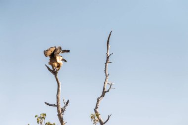 Tawny Eagle 'ın yakın çekimi - Aquila Rapax- Etosha Ulusal Parkı, Namibya' da bir ağaç tepesinde oturuyor..