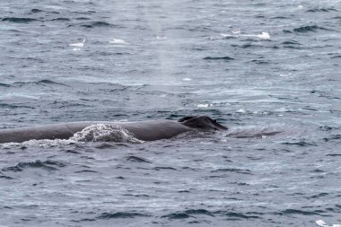 Dalış yapan bir kambur balinanın arkası Megaptera novaeanglia- sırt yüzgeci ve şişme deliği de dahil. Görüntü, Antarktika yarımadasındaki Lemaire kanalının girişinden alınmıştır..