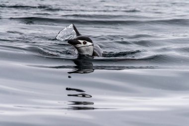 Telephoto of an Adelie Penguin - Pygoscelis adeliae- jumping and swimming among the Antarctic sea ice. Antarctic Peninsula. clipart