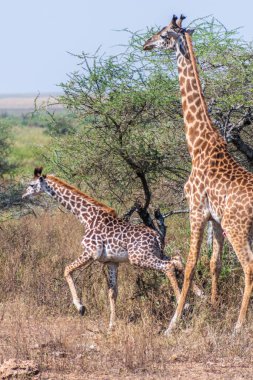 Genç bir Masai zürafasının yakın çekimi - Zürafa tippelskirchi - annesiyle birlikte Serengeti, Tanzanya 'da yürüyor.