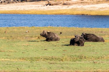 Telephoto shot of a herd of Cape Buffalo - Syncerus caffer- grazing along the banks of the Chobe river in Botswana clipart