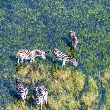 Aerial shot of a herd of Zebras grazing in the Okavango delta wetlands in Botswana.
