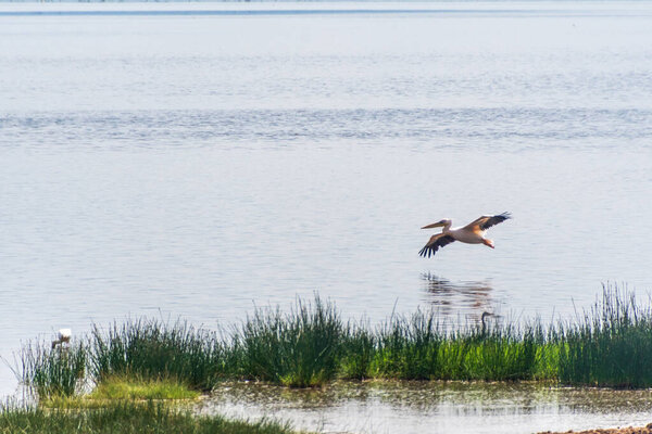 Telephoto of a Great White Pelican -Pelecanus onocrotalus- in flight over Lake Nakuru national park, Kenya