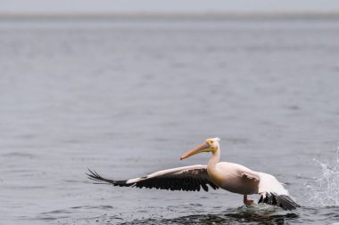 Walvis Bay, Namibya yakınlarındaki büyük beyaz pelikan -Pelecanus onocrotalus 'un telefon görüntüsü.