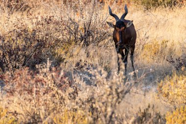 Closeup of a Red Hartebeest - Alcelaphus buselaphus Caama- also known as the Kongoni, or Cape Hartebeest on the plains of Etosha National Park. clipart