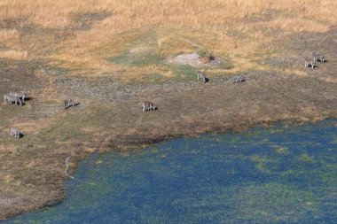 Aerial shot of a herd of Zebras grazing in the Okavango delta wetlands in Botswana.