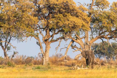 Okavango nehrinin kıyısında Okavango Deltası, Botsvana 'da gün batımında otlayan Afrika fili Loxodonta Africana' nın telefoto çekimi..