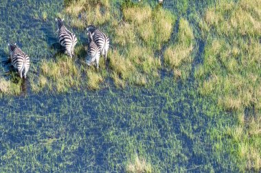 Aerial shot of a herd of Zebras grazing in the Okavango delta wetlands in Botswana.