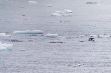 Telephoto of Adelie Penguins - Pygoscelis adeliae- jumping in and out of the Water near Prospect point, along the Antarctic Peninsula clipart