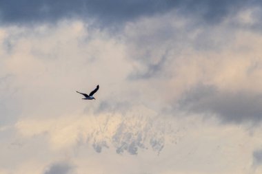 Larus Dominicanus adında bir yosun martısının telefonu Antarktika 'nın buzul dağlarının önünde uçuyor. Cuverville adası yakınlarında Antarktika yarımadası.