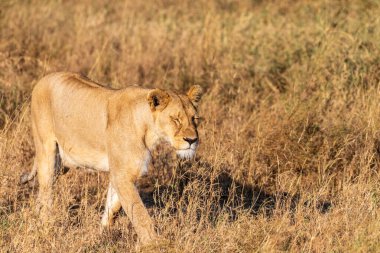 Serengeti, Tanzanya 'da dişi bir aslan olan Panthera Leo' nun telefonu.