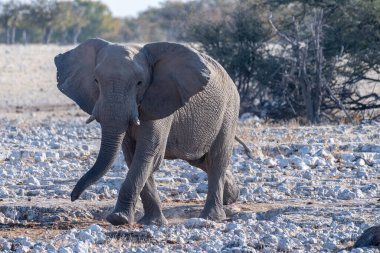 Afrika fili Loxodonta Afrikana 'nın Namibya' daki Etosha Ulusal Parkı 'ndaki bir su birikintisine yaklaşırken çekilmiş resmi..