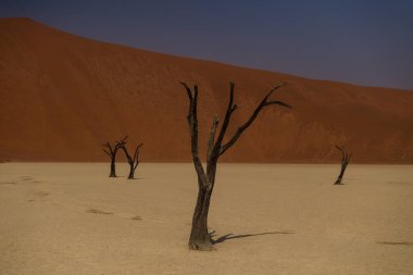 Namibya 'nın Deadvlei bölgesindeki taşlaşmış ölü ağaçların genel görünümü