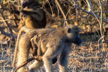 Chacma Baboon, Papio ursinus, baby with its mother, Chobe National Park, Botswana.