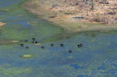Botswana 'daki Okavango Deltası' nda otlayan Syncerus Cafer adında bir Bufalo sürüsünün hava görüntüsü..