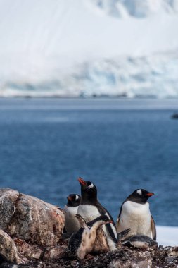 Gentoo Penguen-Pygoscelis Papua 'nın Antarktika yarımadasındaki Cierva Koyu kolonisindeki yavrularıyla yakın çekimi.
