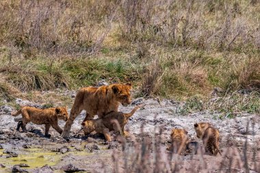 Tanzanya 'daki Ngorogoro Krateri' nde oynaşan Panthera Leo adındaki küçük aslan yavrularından oluşan bir grubun telefon hoto 'su.