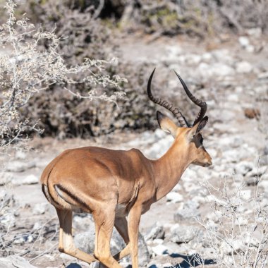 Bir Impala Closeup - Aepyceros melampus-Etosha Milli Parkı ovalarında otlatma, Namibya.