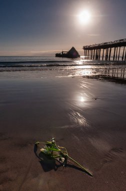 Wide angle shot of a rose on the beach near sea cliff pier in Aptos, California. clipart