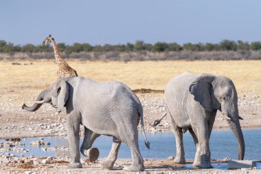İki dev Afrika filinin telefonu Loxodonta Africana- bir Angolean zürafası - Zürafa angolen- Etosha Ulusal Parkı, Namibya 'daki bir su birikintisinin yanında yürüyor..