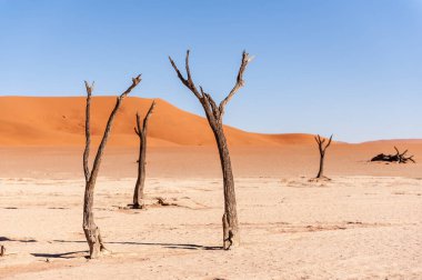 Landscape shot of the iconic dead trees of the Namibian deadvlei area.