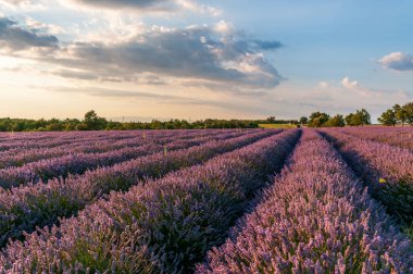 Detail of a lavender field in the Southern French Provence, on a sunny summer afternoon.