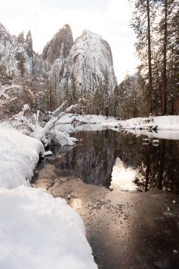 Snow-covered trees line the merced river in Yosemite valley on a late winter afternoon.