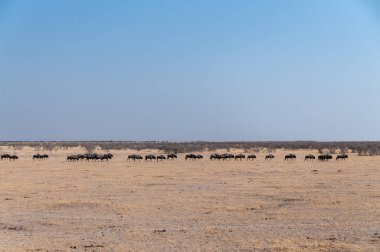 Connochaetes Taurinus adındaki mavi bir antilop sürüsünün, Etosha Ulusal Parkı, Namibya ovalarında yürüdüğünü gösteren telefoto görüntüsü..