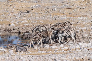 Bir grup Burchells Ovası zebra -Equus quagga Burchelli- Etosha Ulusal Parkı, Namibya 'daki bir su birikintisinden su içiyorlar..