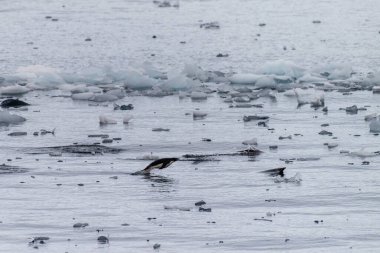 Adelie Penguenleri 'nin telefonu Pygoscelis Adelia- Antarktika Yarımadası boyunca Prospect Point yakınlarında suya girip çıkıyor.