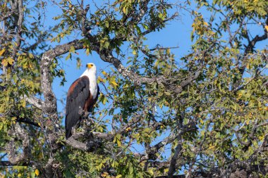 Botsvana 'daki Chobe Ulusal Parkı' ndaki bir ağaçta oturan Afrikalı Balık Kartalı Haliaeetus 'un sesli resmi..