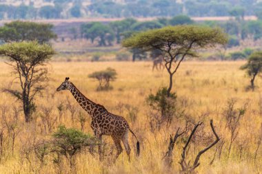 Serengeti, Tanzanya 'da yürüyen genç bir Masai zürafasının yakın çekimi.
