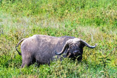 Kenya 'daki Nakamuro Gölü Milli Parkı' nda otlayan bir Cape Buffalo-Syncerus kafeteryasının telefonu.