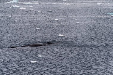 Dalış yapan bir kambur balinanın arkası Megaptera novaeanglia- sırt yüzgeci ve şişme deliği de dahil. Görüntü, Antarktika yarımadasındaki Lemaire kanalının girişinden alınmıştır..