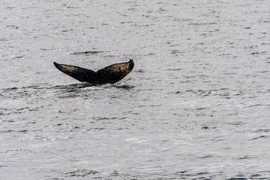 Dalış yapan bir kambur balinanın kuyruğuna yakın plan. Megaptera novaeangliae. Görüntü Graham geçidinde çekildi, Charlotte Körfezi, Antarktika Yarımadası yakınlarında..