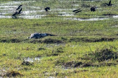 Botswana 'daki Chobe nehrinin kıyısında dinlenen bir timsah timsahının telefon çekimleri..