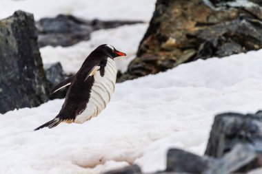 Telephoto shot of a Gentoo Penguin -Pygoscelis papua- walking along a Penguin highway laid out in fresh snow on Cuverville island. clipart