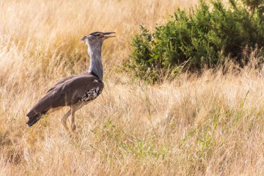 Kenya 'daki Samburu Ulusal Rezervi' nde bir Kori Bustard -Ardeotis Kori- ayakta duruyor. Benekli gri ve kahverengi tüyleri kuru otlaklarla harmanlanır. Büyük kuş, kalın boyunlu ve ibikli, tarar