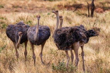 Samburu ulusal rezervi Kenya 'daki Somali Devekuşları' nın bir grubu olan Struth io molybdophanes 'in telefonu.