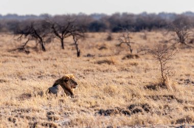 Etosha Ulusal Parkı, Namibya 'nın düzlüklerinde dinlenen Panthera Leo isimli bir erkek aslanın sabah güneşini yakaladığı izlenimi..