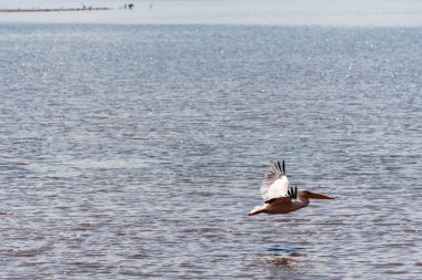 Kenya 'daki Nakuru Gölü ulusal parkında uçan Büyük Beyaz Pelikan Pelecanus onocrotalus' un telefonu.