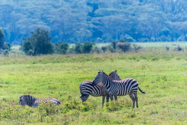 Kenya 'daki Nakamuru Gölü' nde otlayan bir zebra sürüsü.