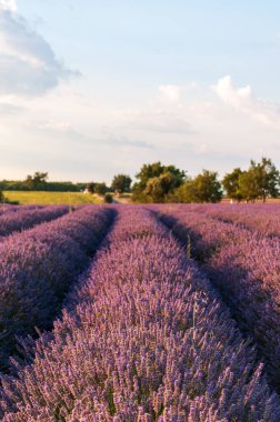 Detail of a lavender field in the Southern French Provence, on a sunny summer afternoon.