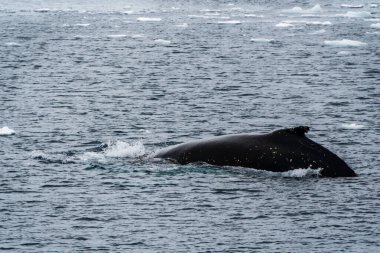 Dalış yapan bir kambur balinanın arkası Megaptera novaeanglia- sırt yüzgeci ve şişme deliği de dahil. Görüntü, Antarktika yarımadasındaki Lemaire kanalının girişinden alınmıştır..